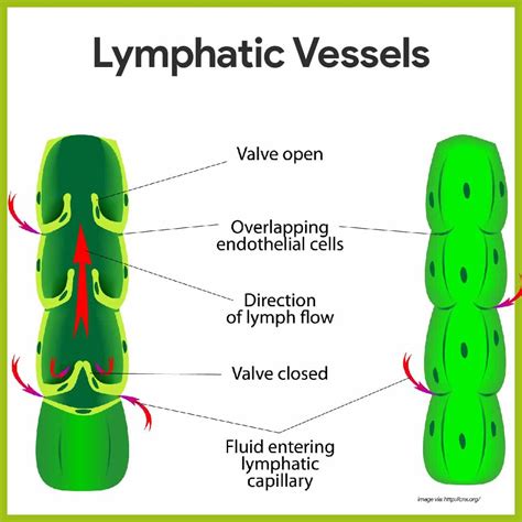 lymphatic vessels are most anatomically similar to